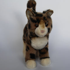 Tashette Bengal Cat