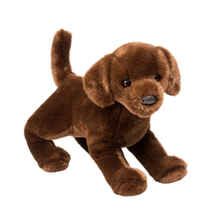 Cocoa Chocolate Labrador