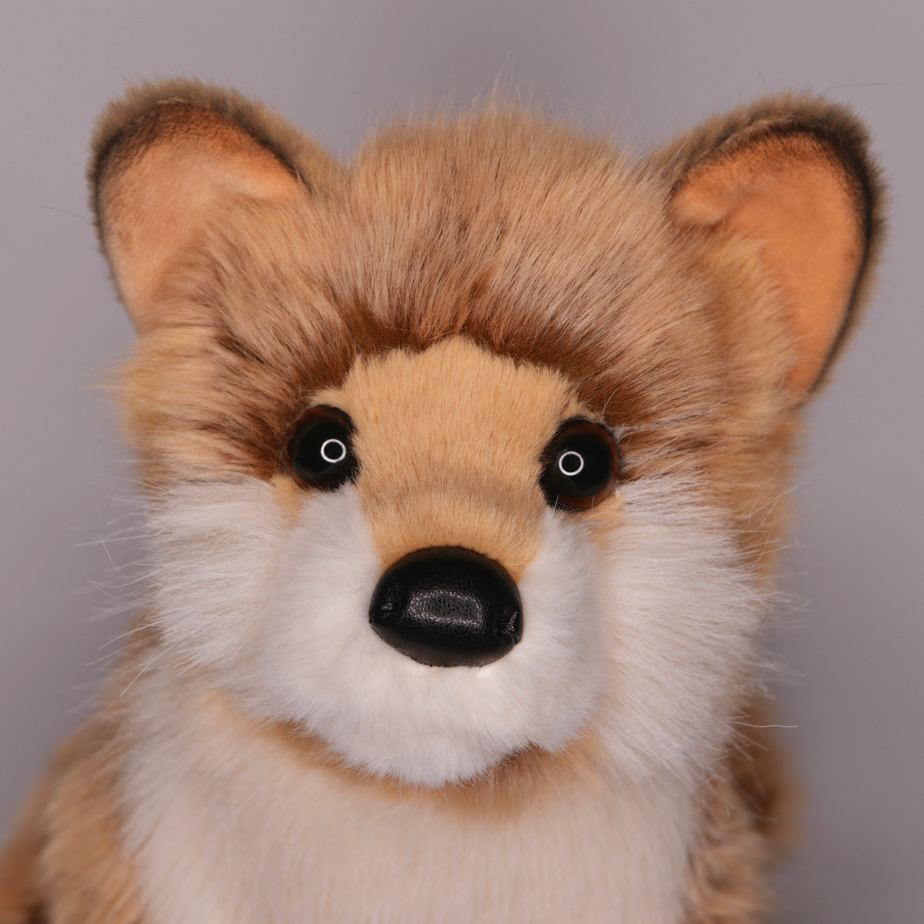 Dove Pomsky