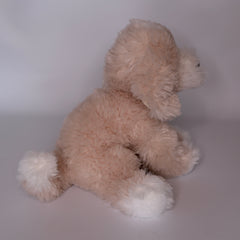Darcy Goldendoodle