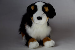 Trevor Bernese Mountain Dog