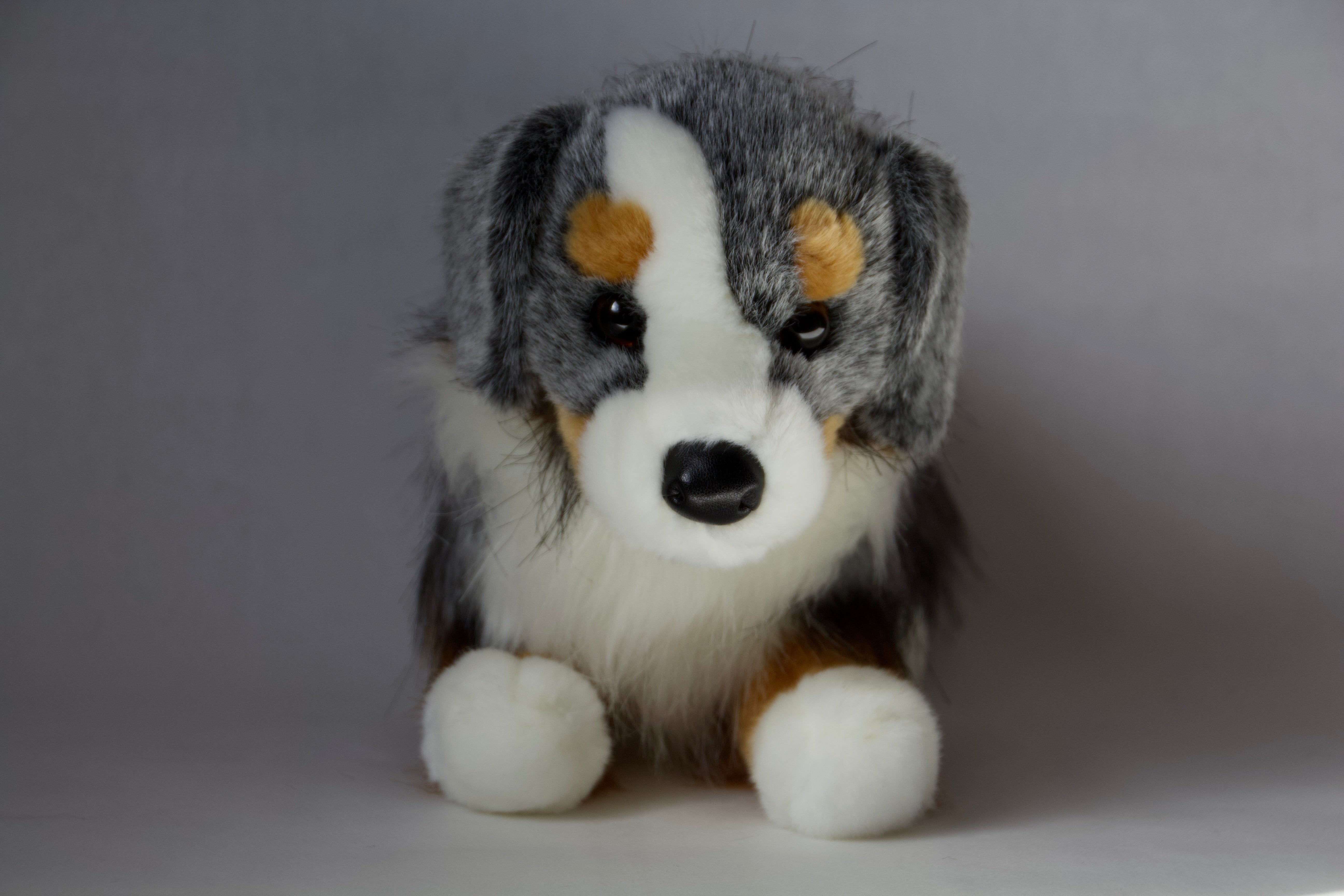 Sinclair Australian Shepherd