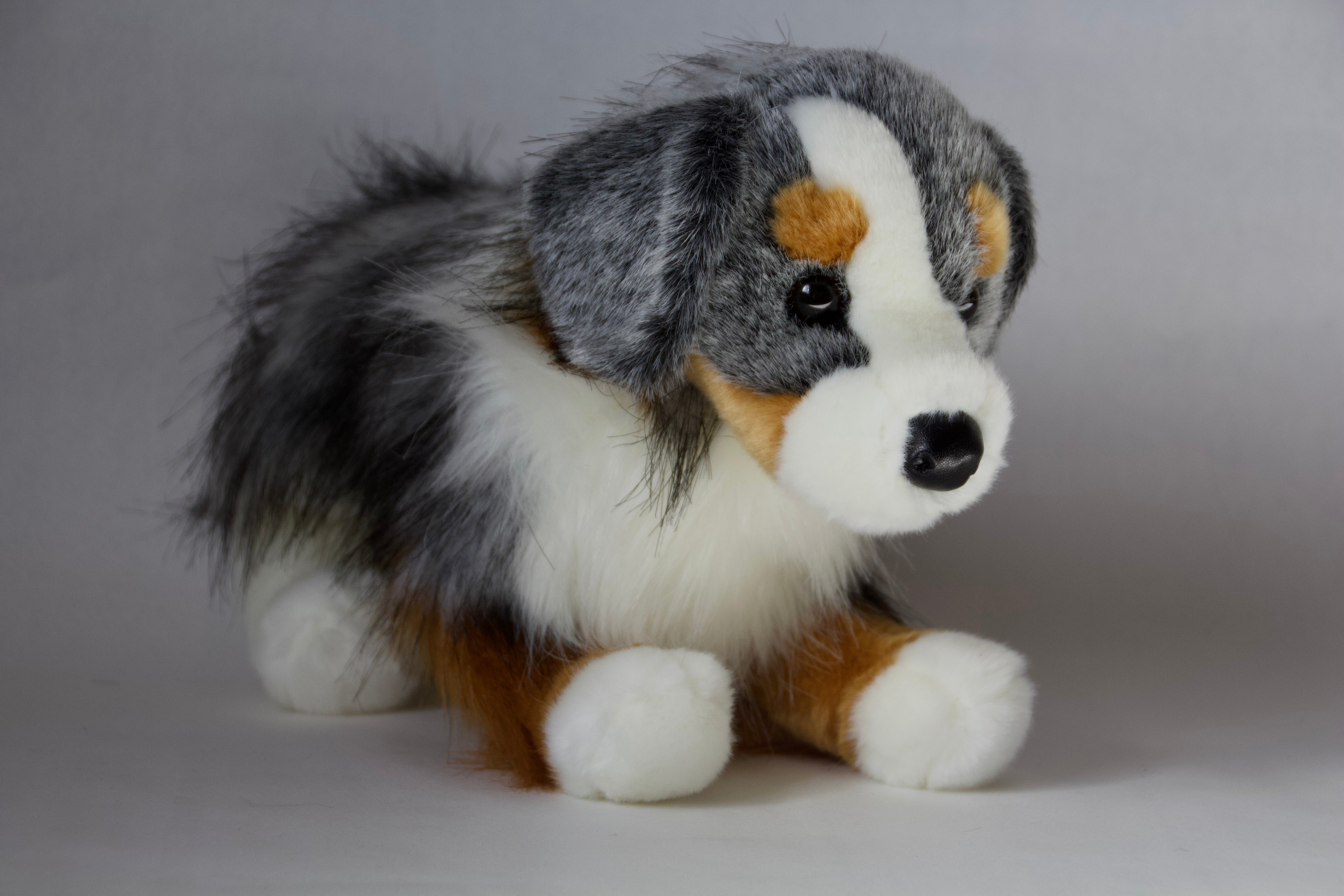 Sinclair Australian Shepherd