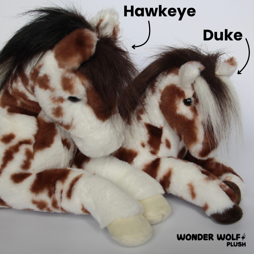 Duke Appaloosa Horse