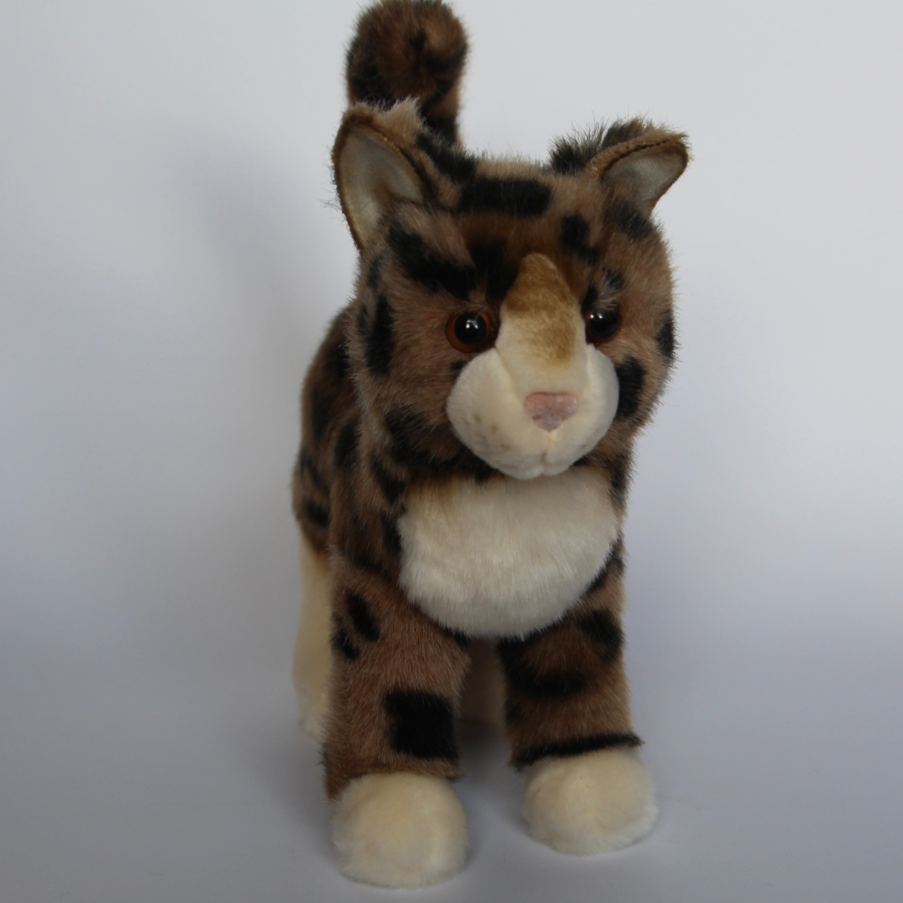 Tashette Bengal Cat