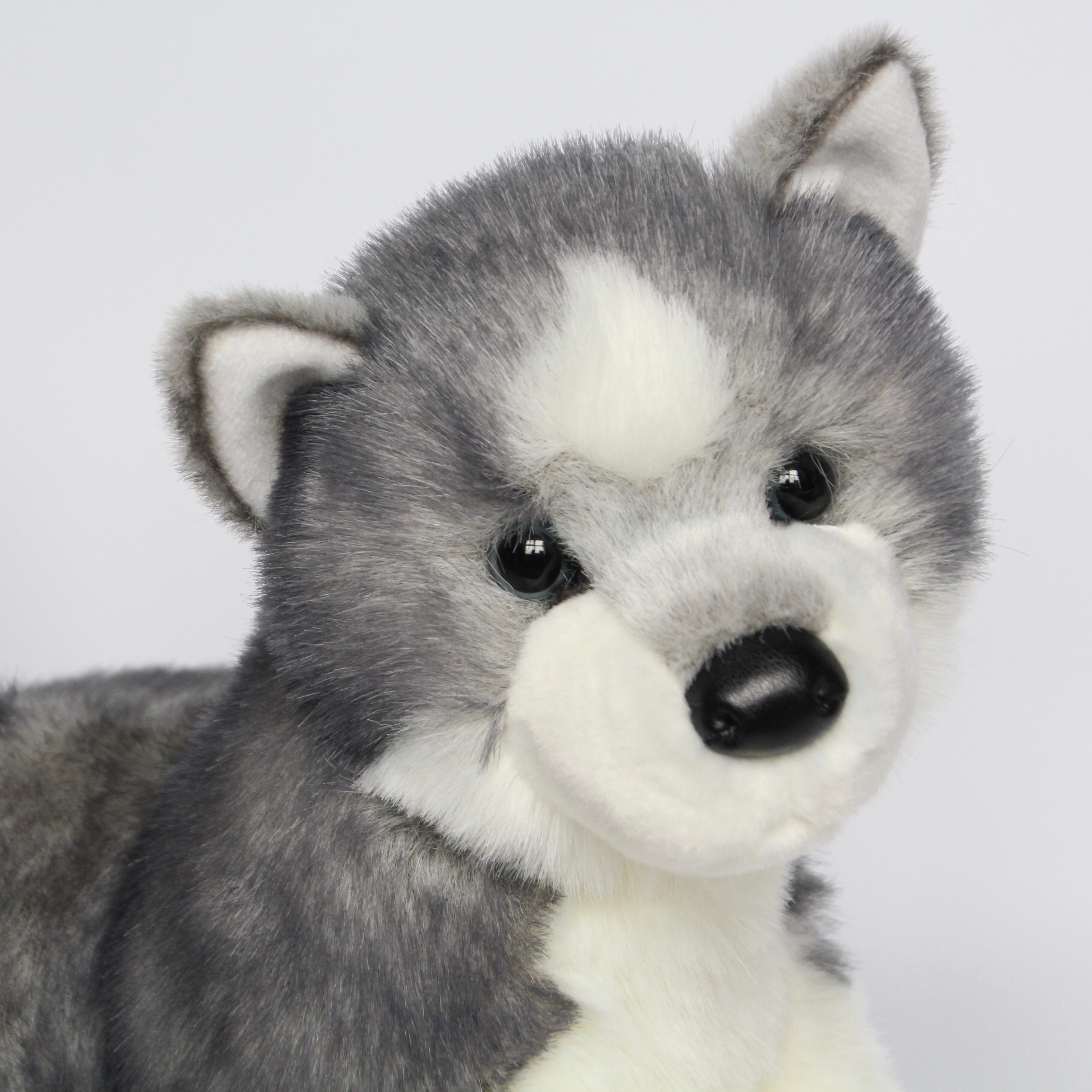 Sasha Husky
