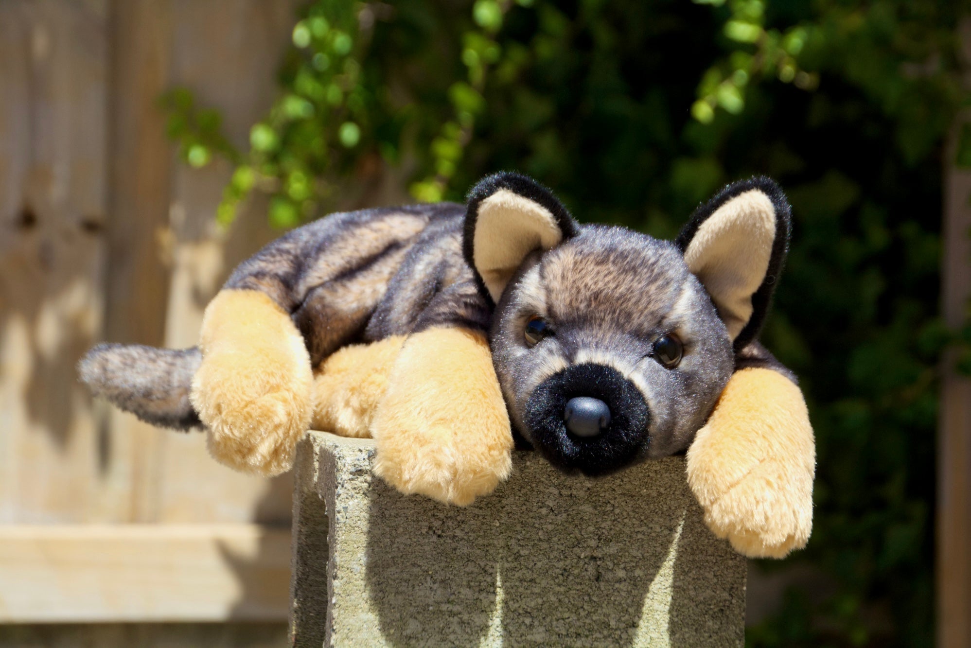 Mya German Shepherd