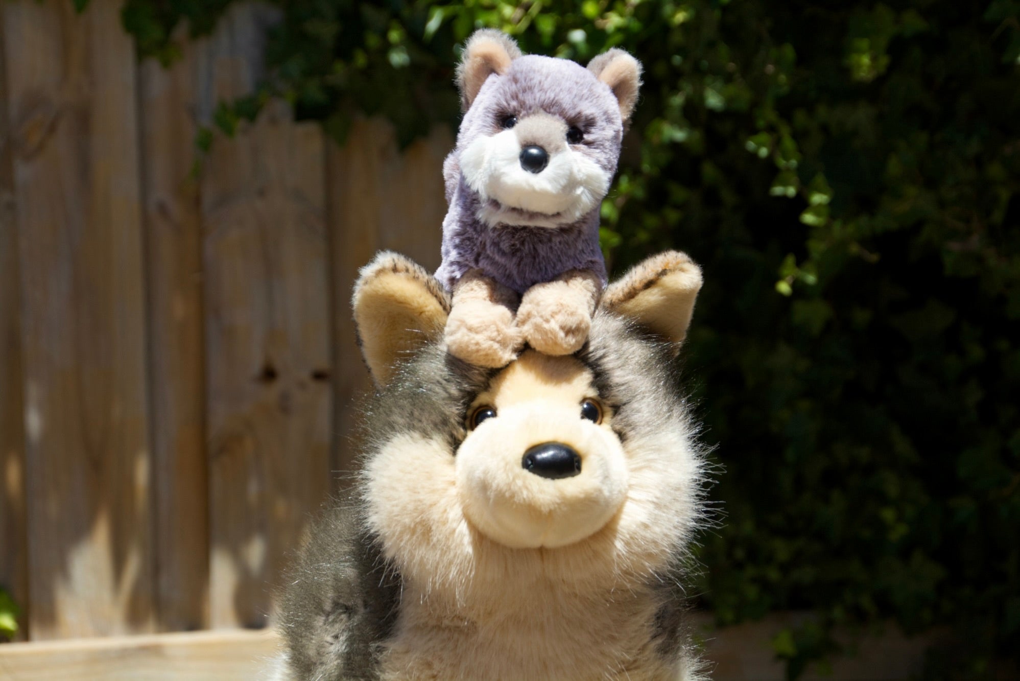 Mini Albie Wolf